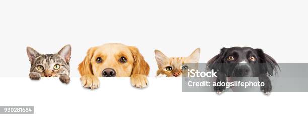 Dogs And Cats Peeking Over Web Banner Stock Photo - Download Image Now - Dog, Domestic Cat, Pets