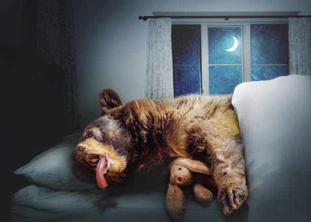Funny Black Bear Sleepng in Bed Funny photo composite of a big black bear sleeping on a bed at nighttime in a house while snuggling a stuffed bunny rabbit hibernation stock pictures, royalty-free photos & images