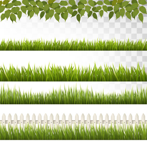 große sammlung von grünem rasen und französisch. vektor. - nature backgrounds floor tree stock-grafiken, -clipart, -cartoons und -symbole