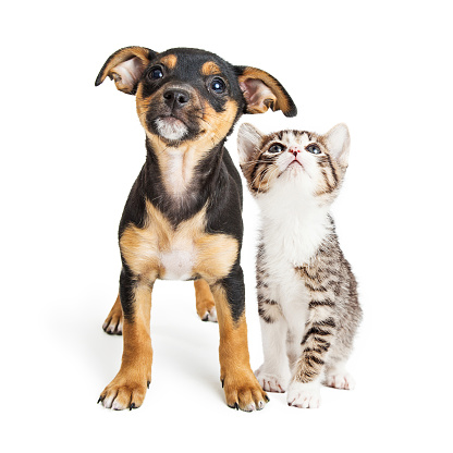 Cute mixed breed puppy and kitten together on white, looking up