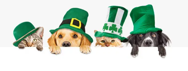 Photo of St Patricks Day Dogs and Cats Over Web Banner
