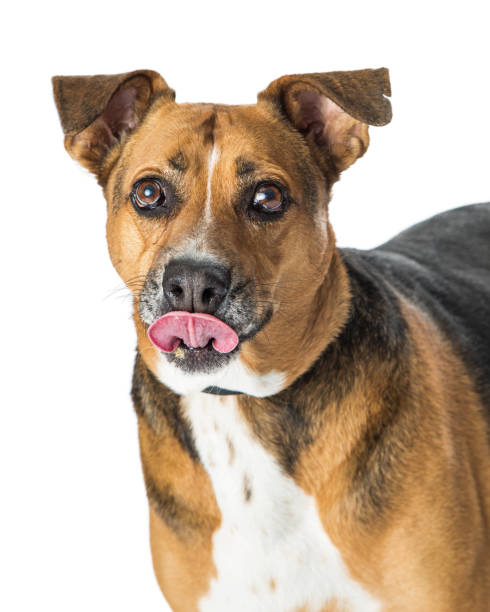 istock Medium Size Dog Sticking Tongue Out 930286396