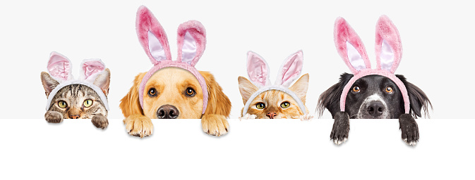 Row of cute dogs and cats looking over a blank white, web banner wearing Easter Bunny ears
