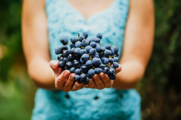 the girl treats and offers fresh juicy ripe grapes stock photo