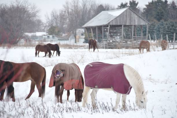 istock Horses in the Snow 930295936