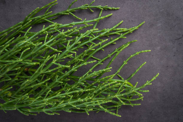 Fresh raw green samphire Samphire coastal vegetable over black background. Salicornia europaea. salicornia stock pictures, royalty-free photos & images