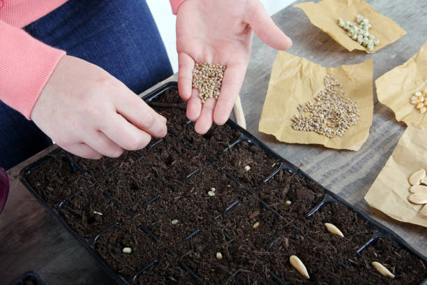 planting spinach seeds woman planting different variety of seeds in the greenhouse sowing spinach seeds stock pictures, royalty-free photos & images