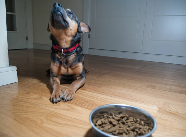 istock Dog lying next to his food bowl 930301784