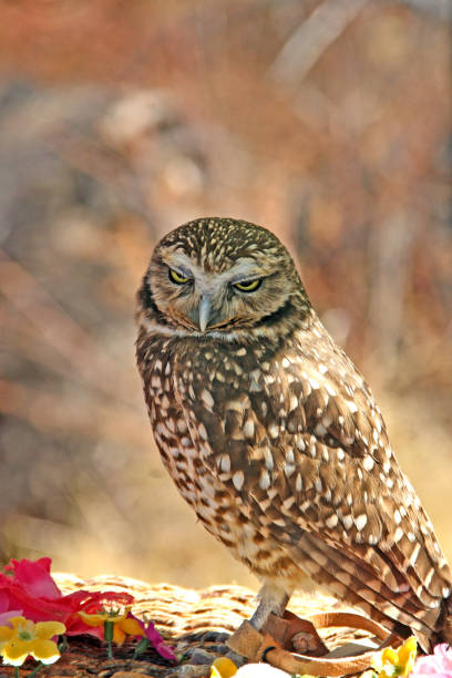istock Burrow owl brown white face on close up 930301936