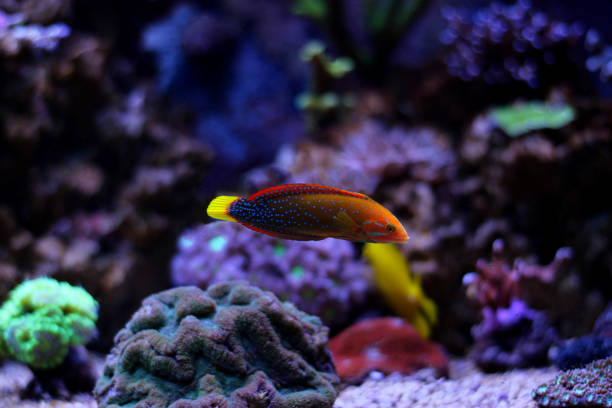 Adult Yellow tail coris wrasse