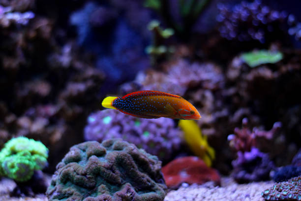 Adult Yellow tail coris wrasse Coral reef aquarium fish yellow coris wrasse stock pictures, royalty-free photos & images