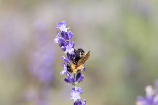 Lavender Flowers with Bee