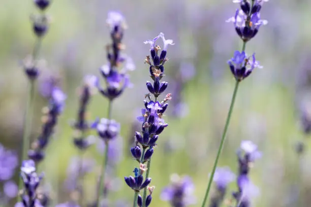 Lavender Flowers