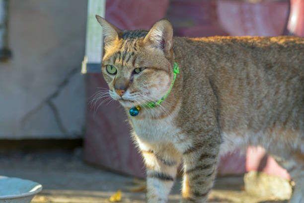 Cat with abscess from bite wound on face Cat with abscess from bite wound on face abscess stock pictures, royalty-free photos & images