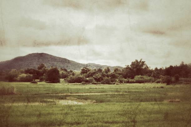 Beautiful rice fields and mountains in Thailand.