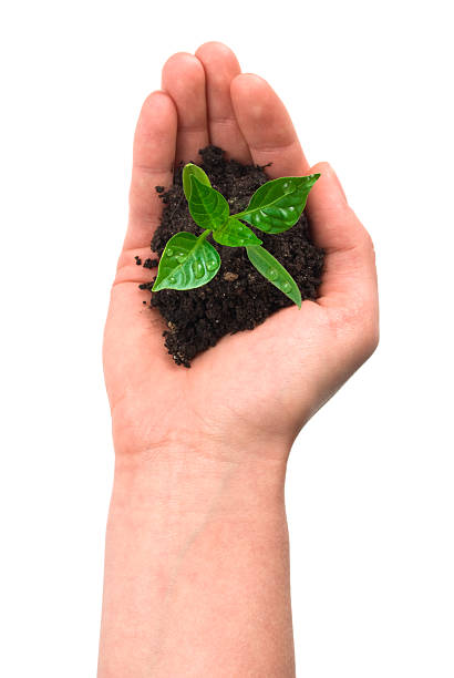 istock new plant w clipping path 93031583