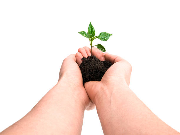 istock new plant w clipping path 93031729