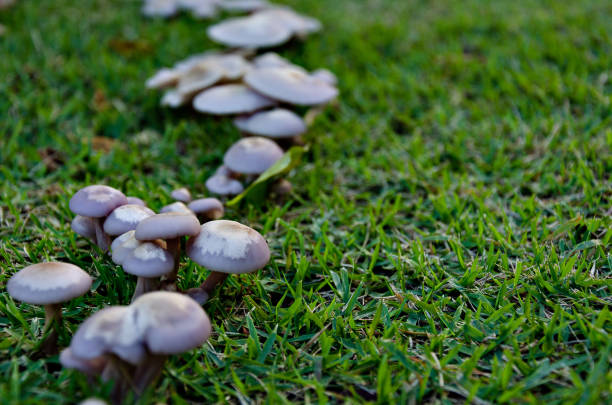 istock A line of mushrooms 930319812