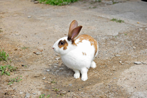 istock The rabbit in the wild nature 930322320
