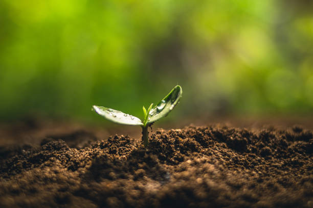 istock Fresh Sapling young plant on the soil nature  background 930334258