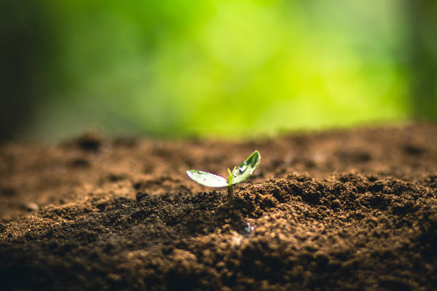 istock Fresh Sapling young plant on the soil nature  background 930334276
