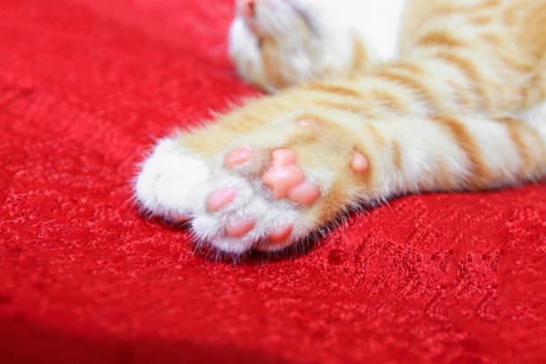 istock cat orange. kitten showing pink paw on red background 930334398