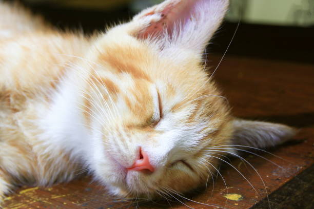 istock close up cat nose, kitten orange relax sleeping 930334428