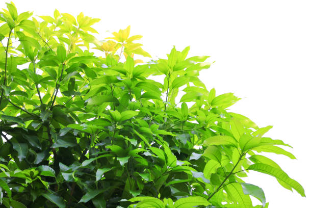 istock branch leaf of mango beautiful in the forest, bottom view on white background 930339342