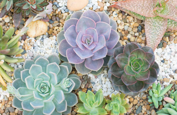 istock Group of cactus in a pot, succulent plant 930353812