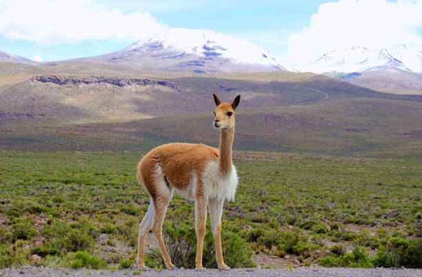 Altiplano Landscape Scenery in the Altiplano of the Arequipa region on the way to the Colca canyon in Peru arequipa province stock pictures, royalty-free photos & images