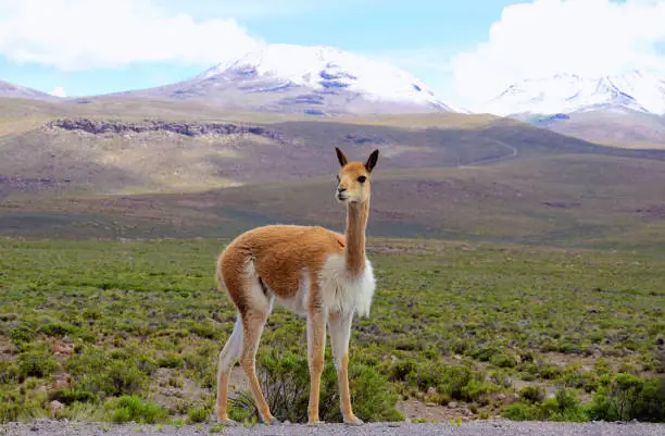 Scenery in the Altiplano of the Arequipa region on the way to the Colca canyon in Peru