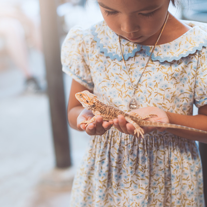 Cute asian child girl holding and playing with chameleon with curious and fun. She is not scared to hold it on hand.