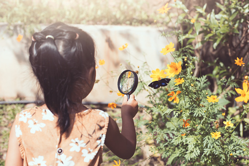 Asian little child girl using magnifying glass watching beautiful butterfly in flower field