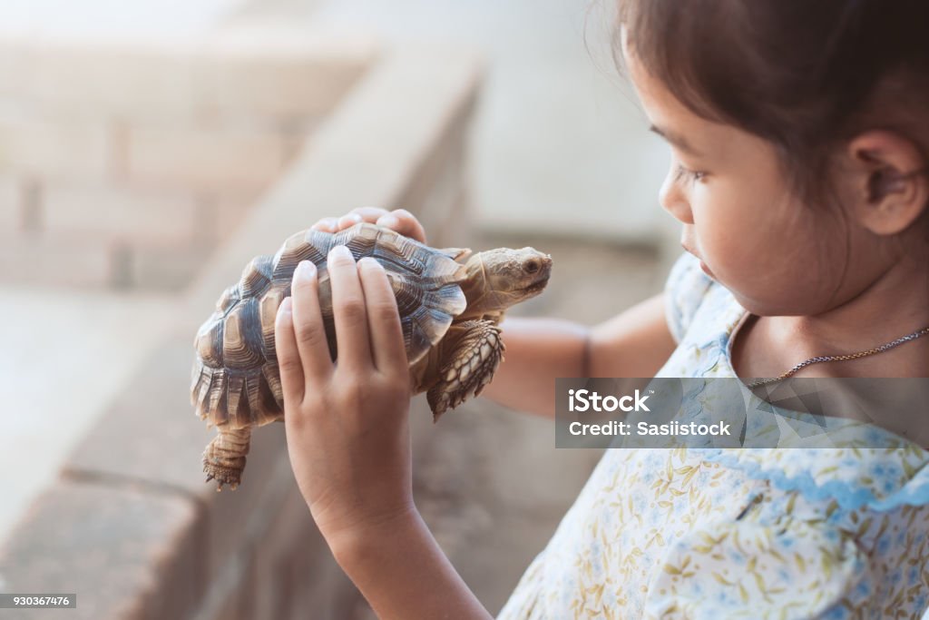Cute asian child girl holding and playing with turtle with curious and fun Cute asian child girl holding and playing with turtle with curious and fun. She is not scared to hold it on hand. Turtle Stock Photo