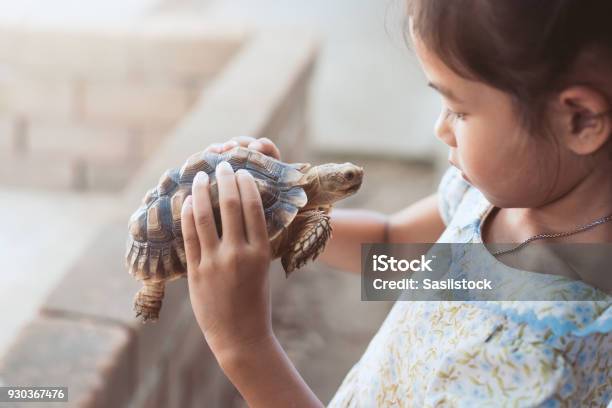 Cute Asian Child Girl Holding And Playing With Turtle With Curious And Fun Stock Photo - Download Image Now