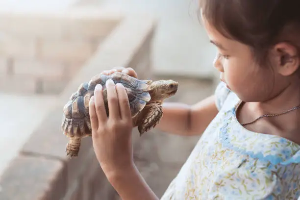 Cute asian child girl holding and playing with turtle with curious and fun. She is not scared to hold it on hand.