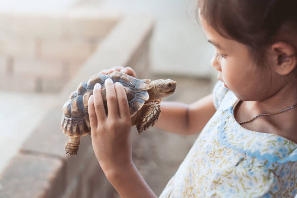 cute asian child girl holding and playing with turtle with curious and fun - tame imagens e fotografias de stock