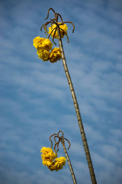istock Yellow Cotton Tree In Thailand 930368058