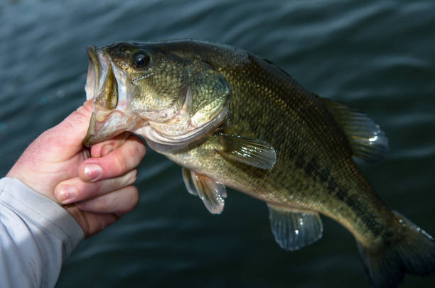 istock Large Mouth Bass 930368840