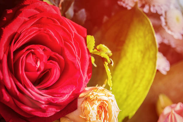 istock Bud of a red rose in bouquet 930375356