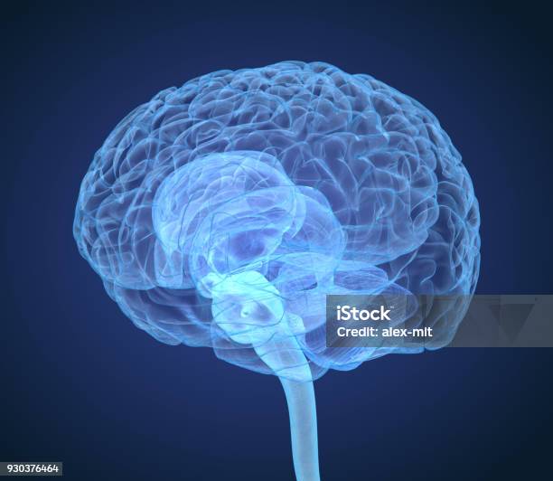 Xray Brain Anatomy With Inner Structure Medically Accurate 3d Illustration Stock Photo - Download Image Now