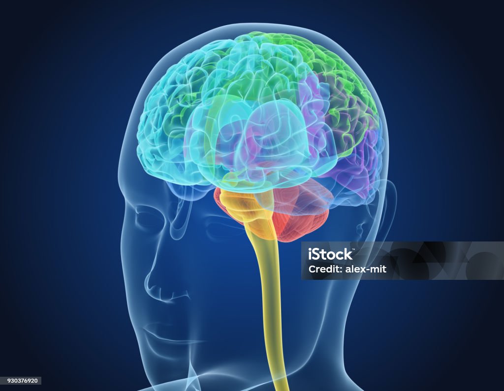 Xray Brain anatomy with inner structure, Medically accurate 3D illustration Anatomy Stock Photo