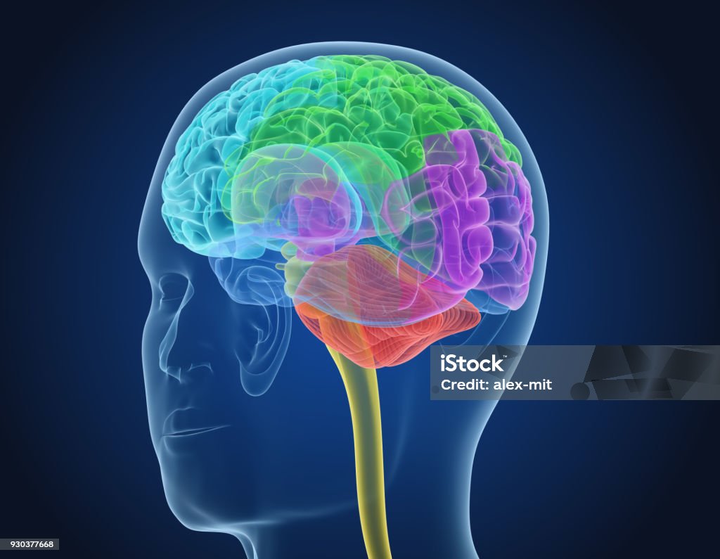 Xray Brain anatomy with inner structure, Medically accurate 3D illustration Anatomy Stock Photo