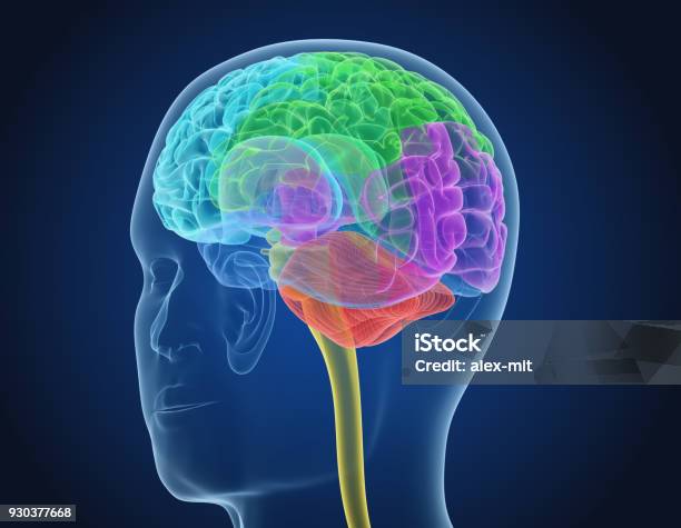 Xray Brain Anatomy With Inner Structure Medically Accurate 3d Illustration Stock Photo - Download Image Now