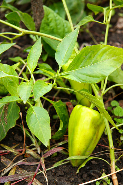 istock Green Sweet Pepper Growing On The Bed 930377754