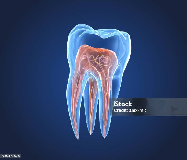 Transparente Zähne 3d Renderings Der Endodontie Innere Struktur Stockfoto und mehr Bilder von Endodontie