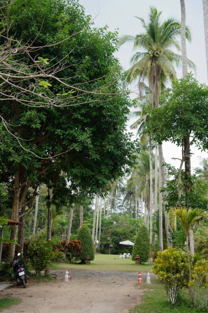 istock Coconut palms on the coconut island 930377856