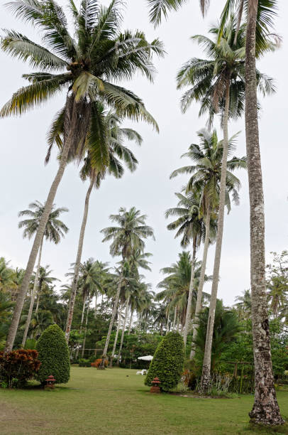 istock Coconut palms on the coconut island 930377858