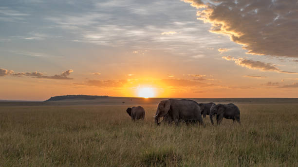 familie von elefanten in masai mara - african sunrise stock-fotos und bilder
