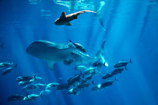 istock Under ocean and marine life 930381382